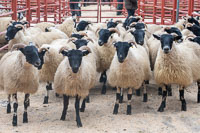 Border Horned Ewes-11